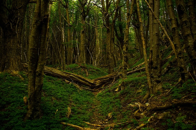 Foto alberi nella foresta