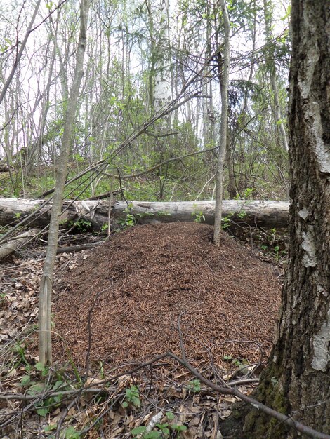 Foto alberi nella foresta