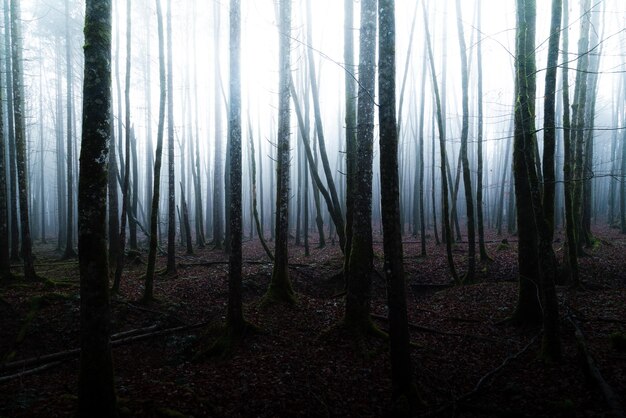 Trees in forest