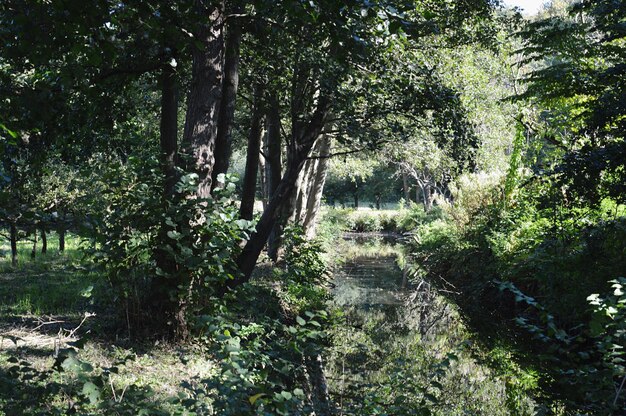 Photo trees in forest