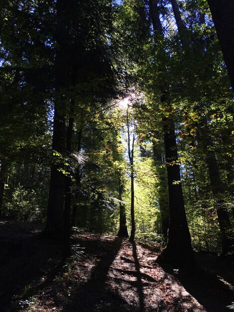 Foto alberi nella foresta