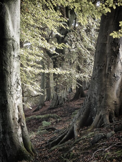 Foto alberi nella foresta