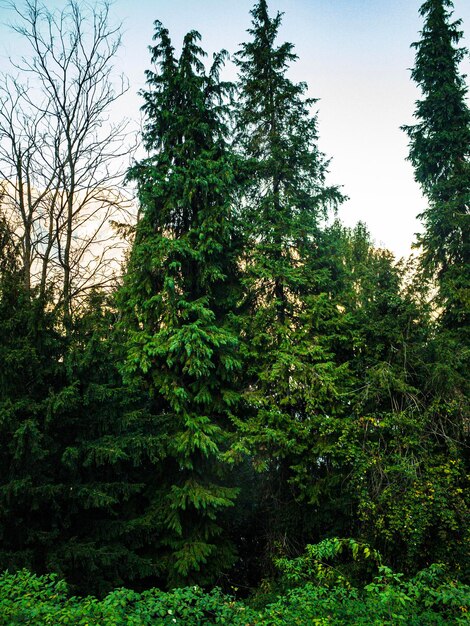 Foto alberi nella foresta