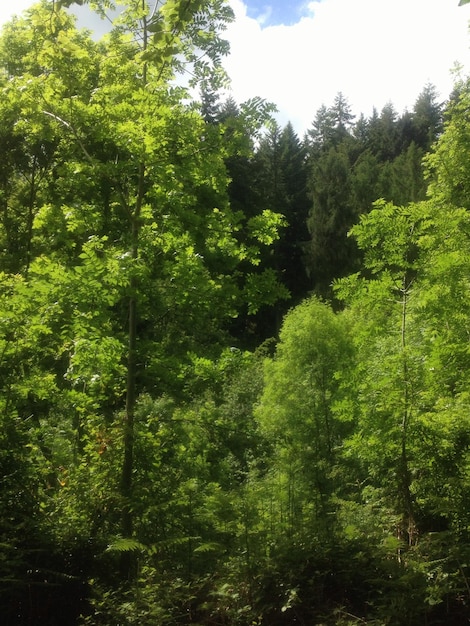 Photo trees in forest