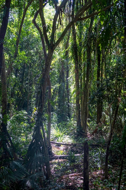 Foto alberi nella foresta