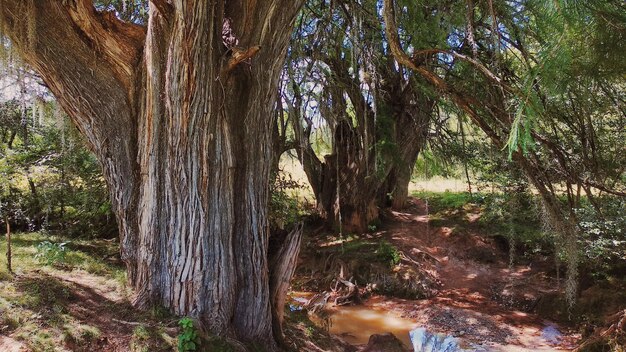 Trees in forest