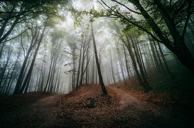 Trees in forest
