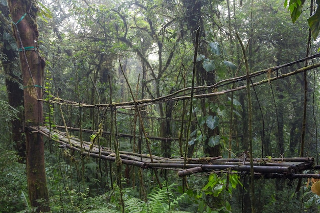 Foto alberi nella foresta