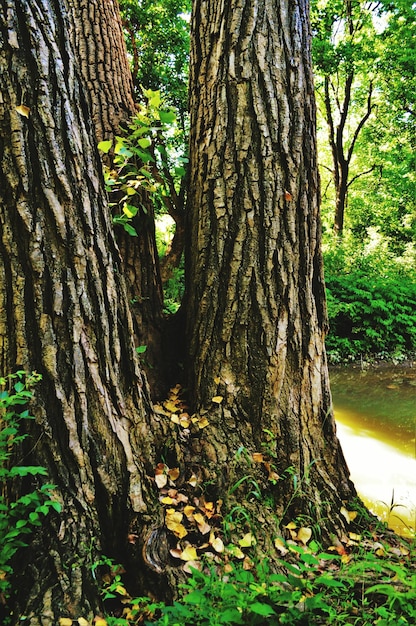 Trees in forest