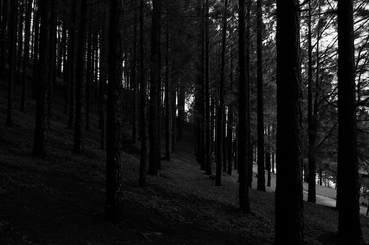 Photo trees in forest