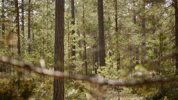 Trees in forest