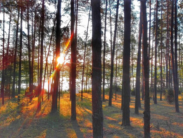 Photo trees in forest