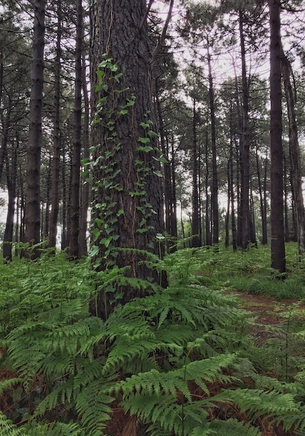 the trees in the forest