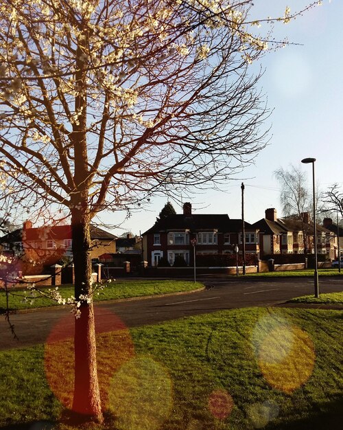 Trees in front of building