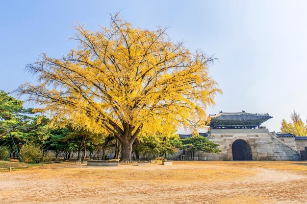 역사적인 건물 앞 의 나무 들