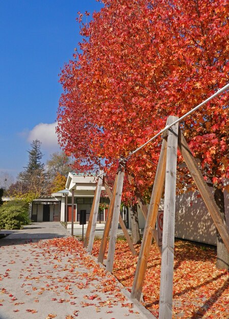 Trees in front yard during autumn