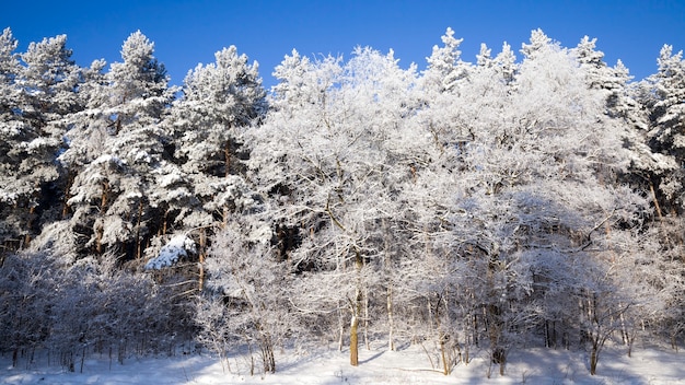 trees in frost