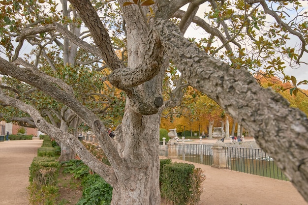 Trees in the garden of the Parterre in autumn