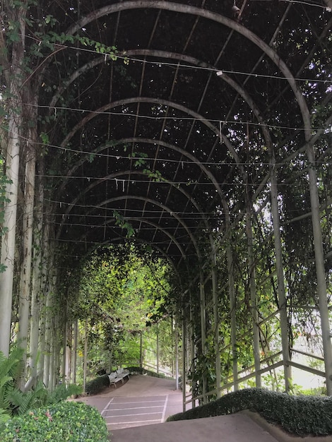 Photo trees in a garden