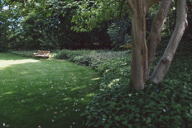 Photo trees in garden