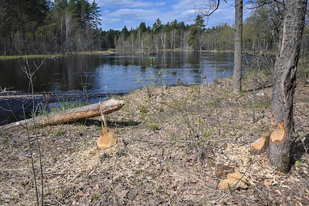 Trees gnawed by beavers