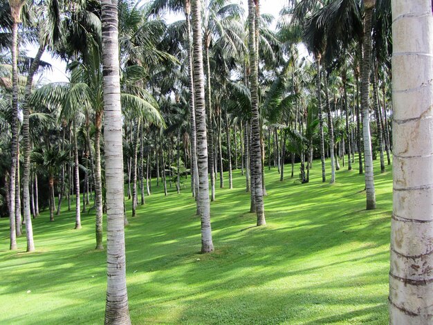 Trees on golf course