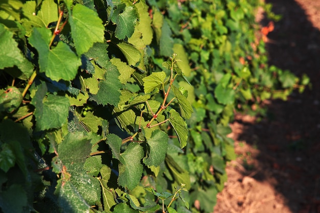 Trees of Grapes in Zheravna village, Bulgaria