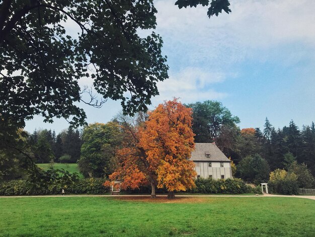 Foto alberi e erba contro il cielo durante l'autunno