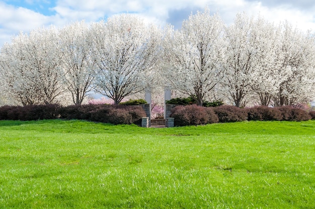 Photo trees on grass against sky