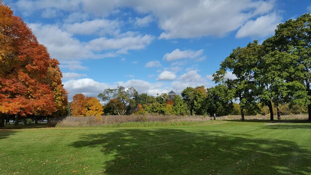 Trees and grass against sky