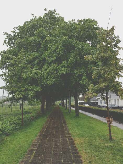 Foto alberi e erba contro il cielo