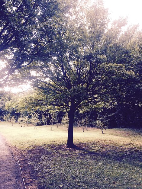 Foto alberi sull'erba di un parco