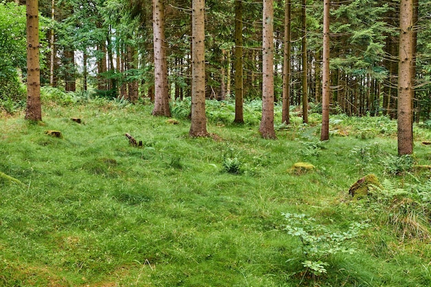 Trees grass and plants growing on a mountain woods or woodland in summer Landscape view of greenery shrubs and vegetation in a natural environment nature park or forest in the countryside