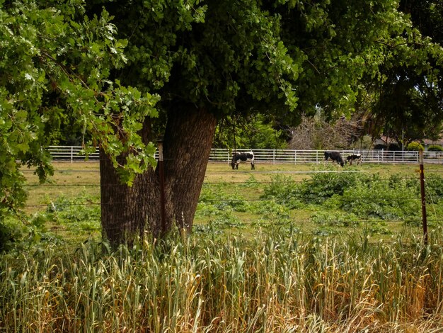 Trees on grass