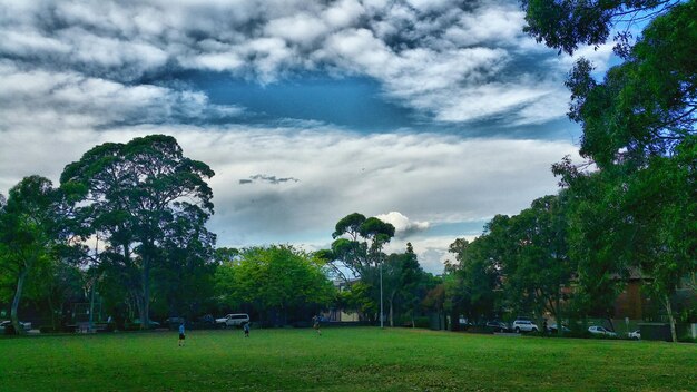 Trees on grassy field against cloudy sky