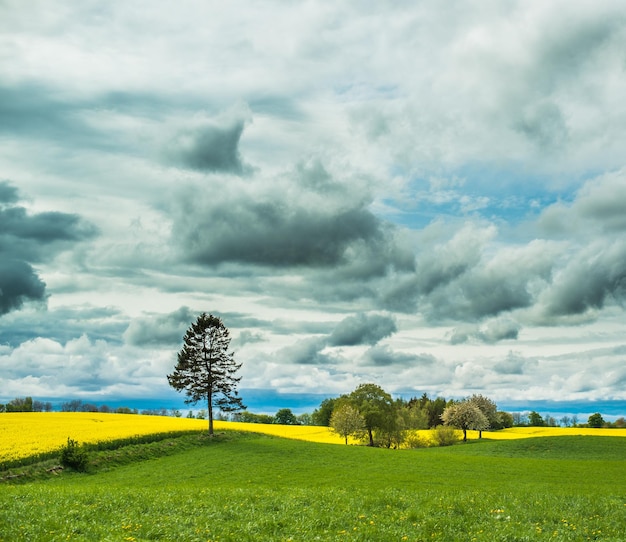 Photo trees on grassy field against sky