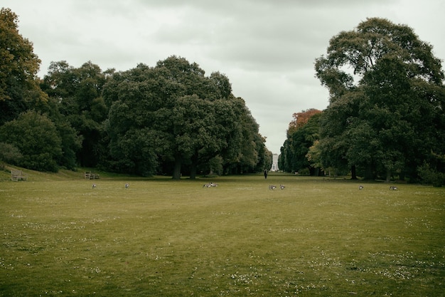 trees on grassy field in park against cloudy sky
