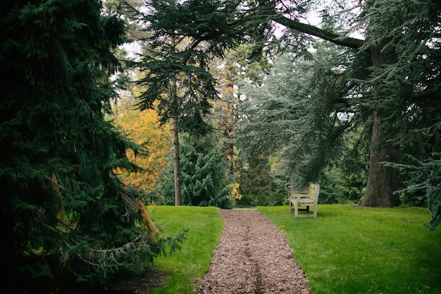trees on grassy field in park