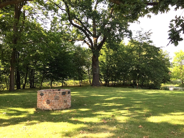 Trees on grassy field in park