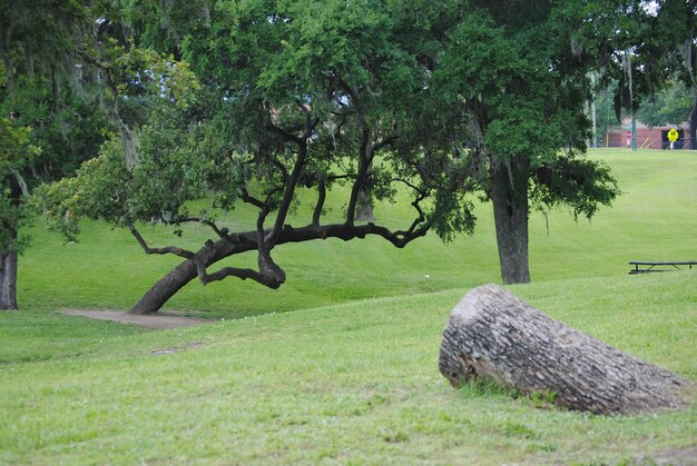 Trees on grassy field in park