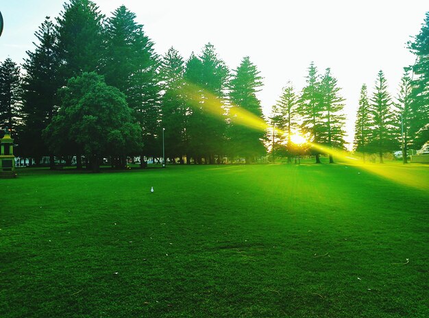 Photo trees on grassy field in park