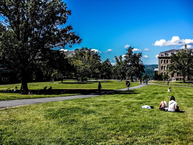 Photo trees on grassy field in park