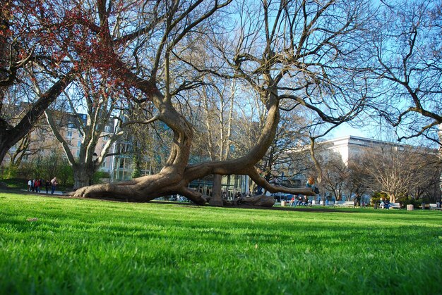 Photo trees on grassy field in park