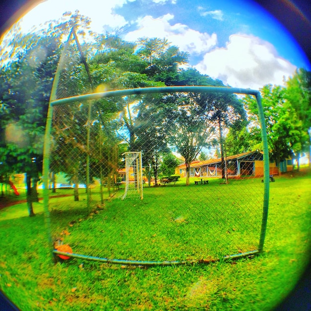 Foto alberi su un campo erboso in un parco