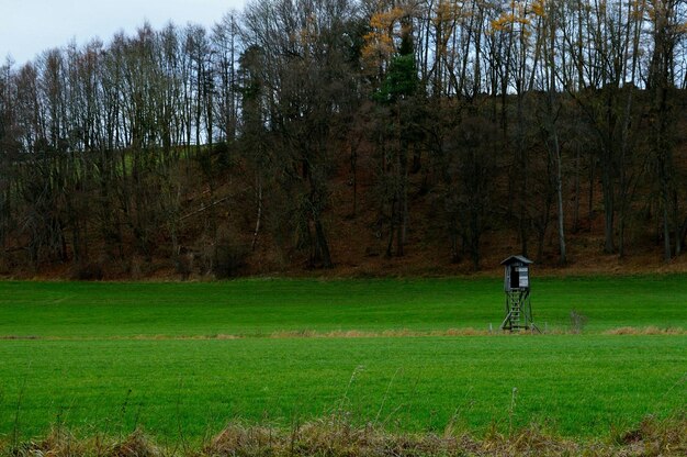 Foto alberi sul campo erboso