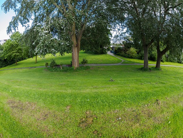 Foto alberi sul campo erboso