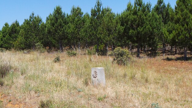 Foto alberi sul campo erboso