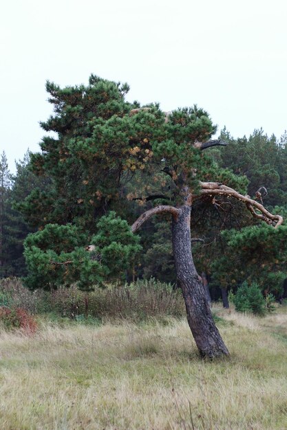 Photo trees on grassy field