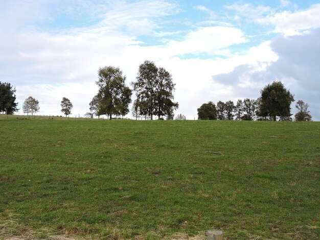 Trees on grassy field