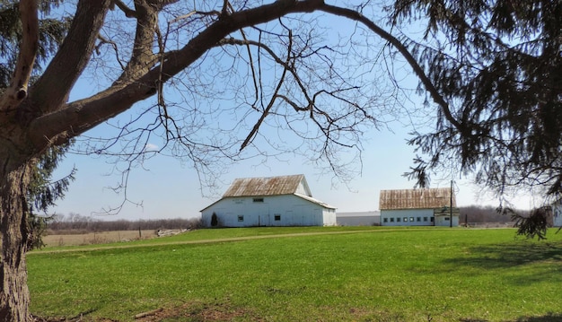 Foto alberi sul campo erboso